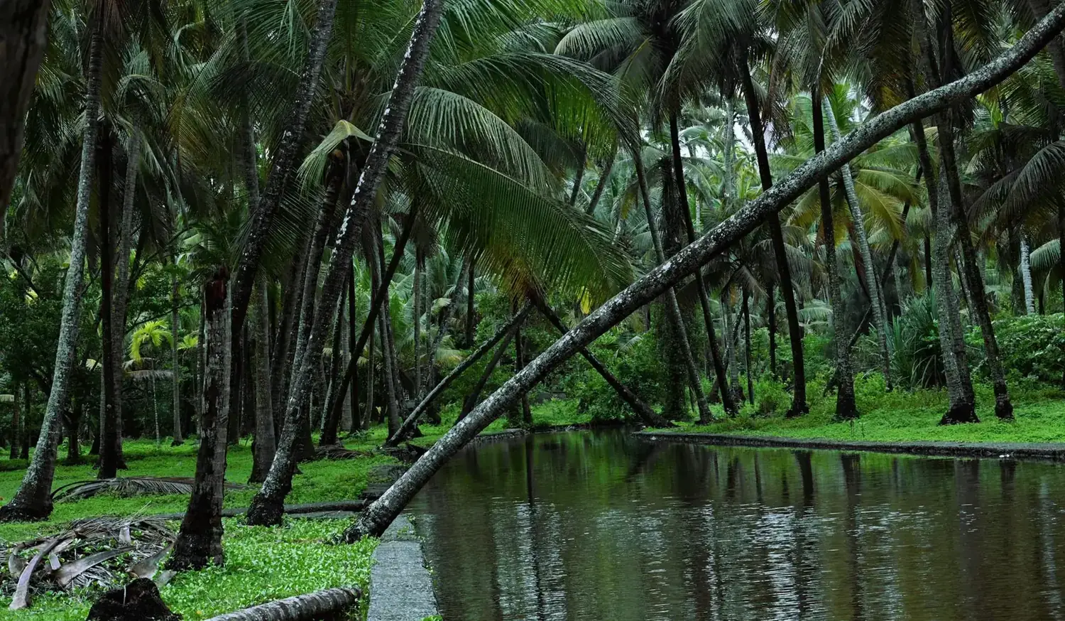 Palm grove and pond — Kerala Ayurveda retreat setting