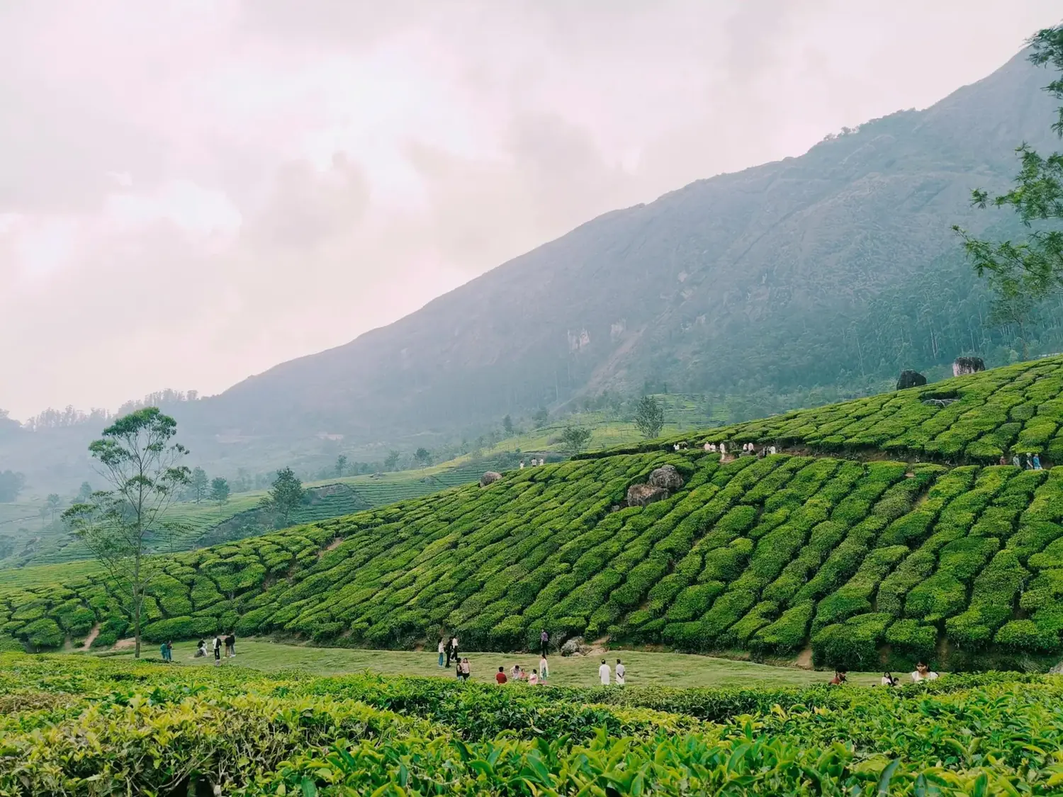 Misty Munnar tea hills — Munnar hill station tour package, Kerala